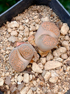 Lithops Fulviceps  | 2 cabezas