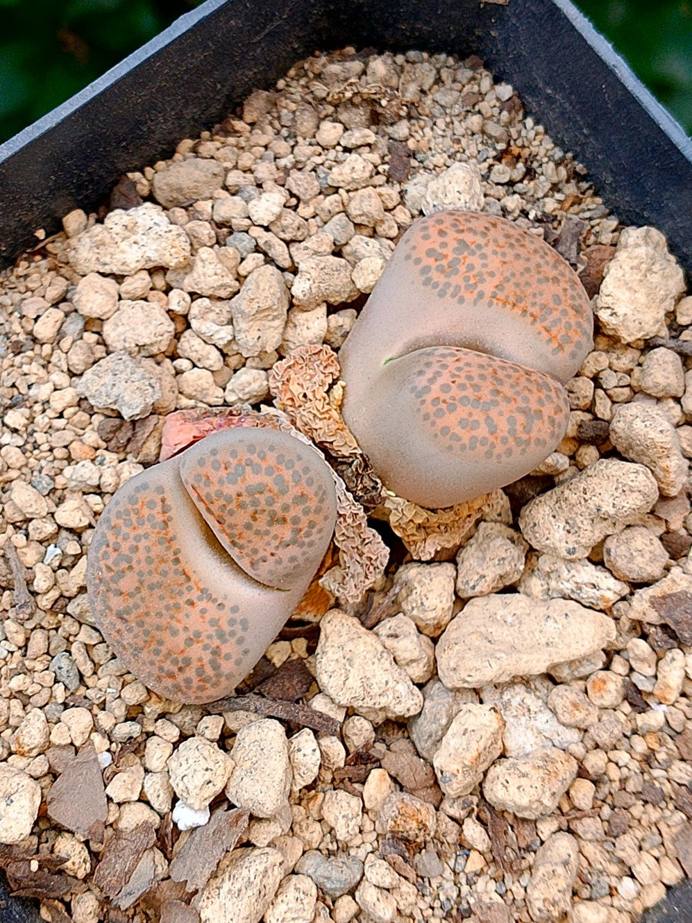 Lithops Fulviceps  | 2 cabezas
