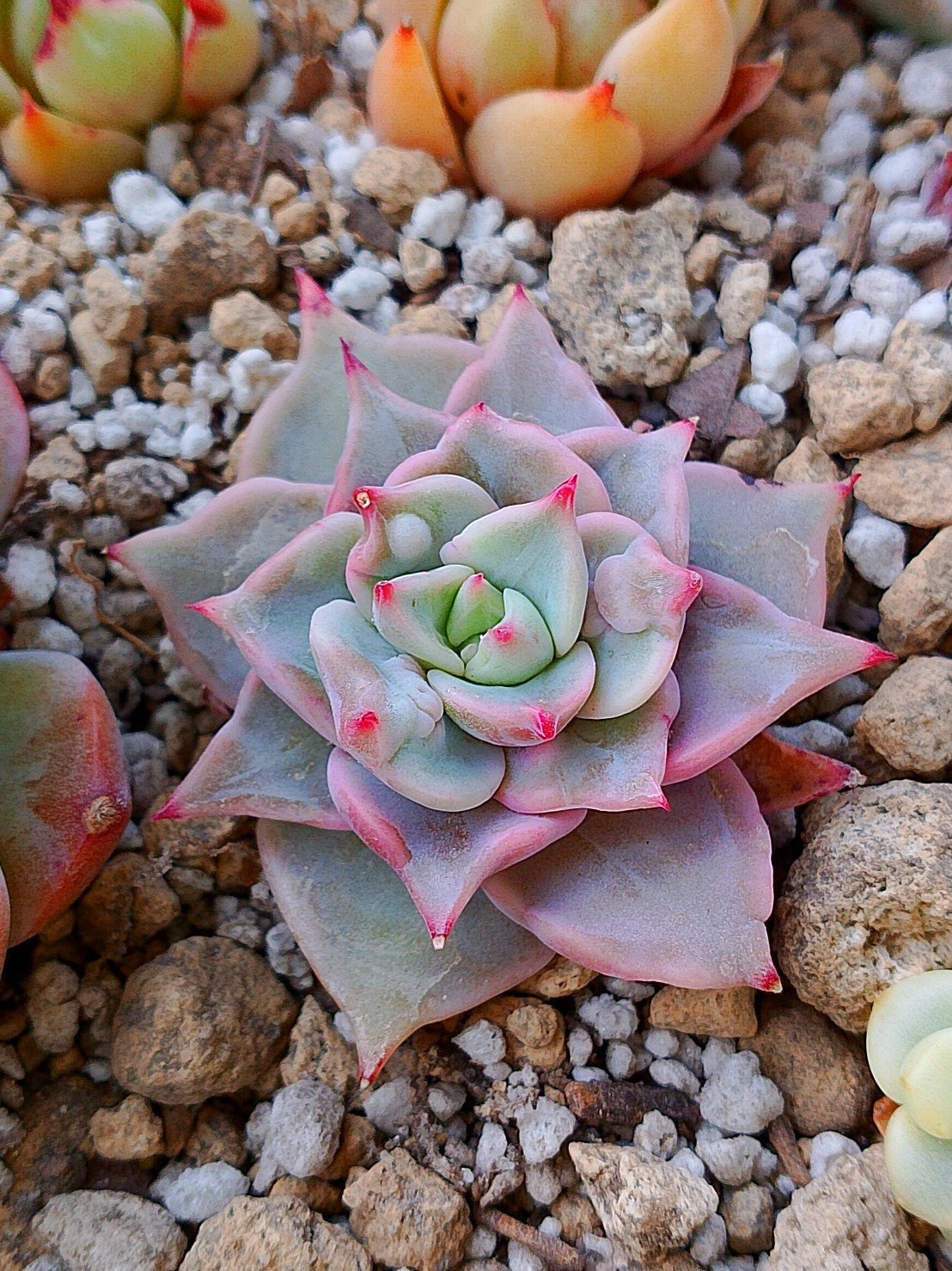 Echeveria Mebina bumps mini
