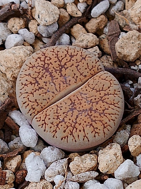 C308 	Lithops lesliei ssp. burchellii