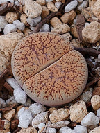 C308 	Lithops lesliei ssp. burchellii