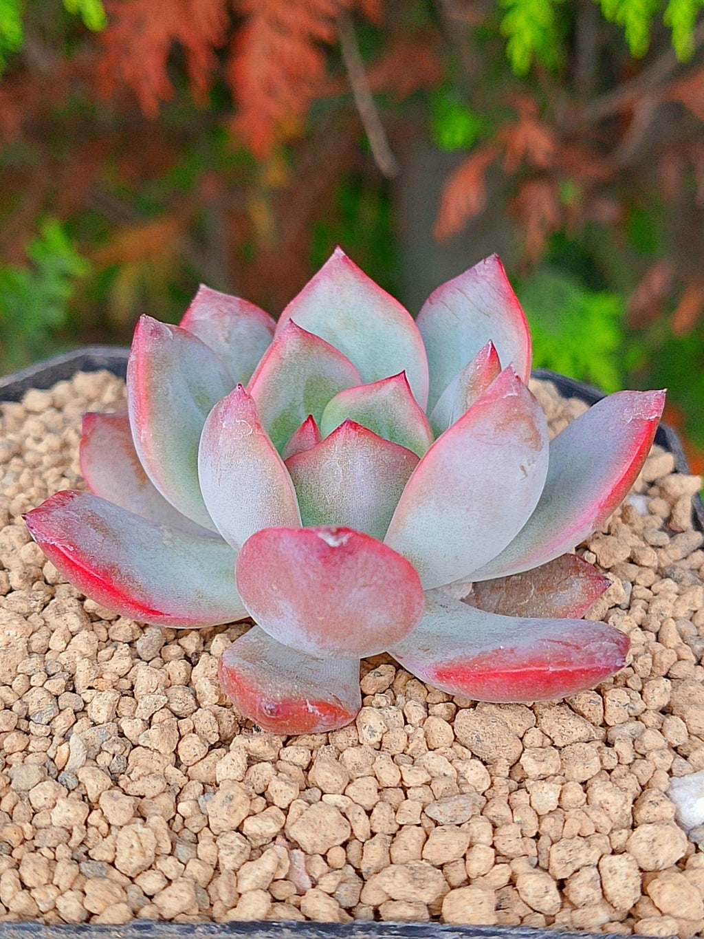 x Graptoveria Milky | Maceta 3"