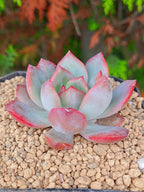 x Graptoveria Milky | Maceta 3"