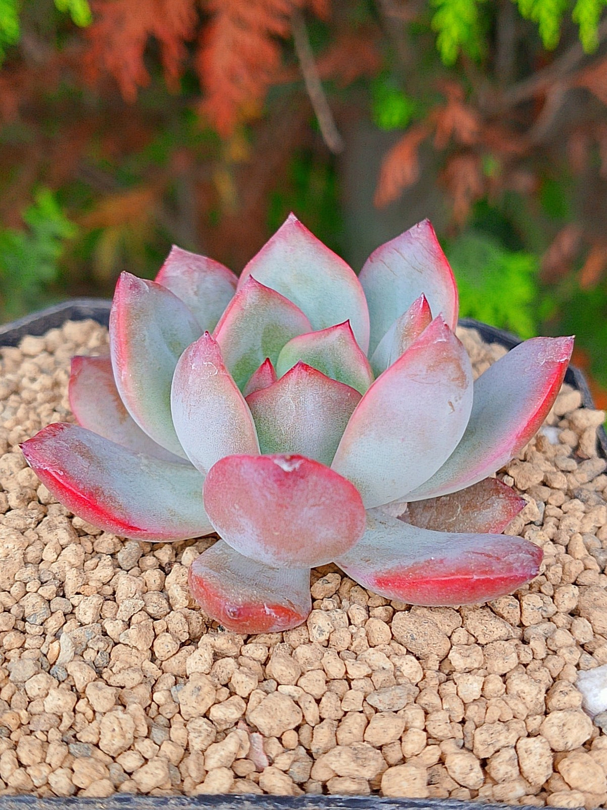 x Graptoveria Milky | Maceta 3"