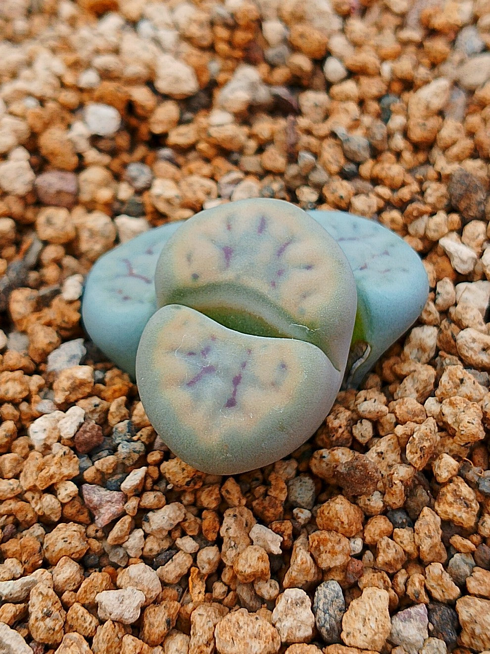 C075 	Lithops schwantesii ssp. schwantesii v. urikosensis (syn. nutupsdriftensis)