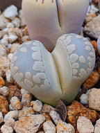C128 Lithops otzeniana