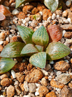 Haworthia RG A | maceta 2"
