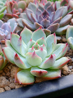 Echeveria Tippy | Maceta 2.5"