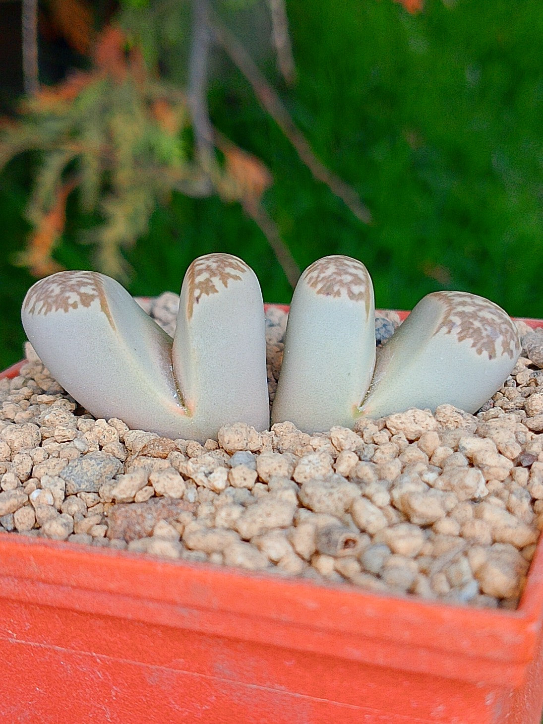 Lithops Naureeniae | 2 cabezas