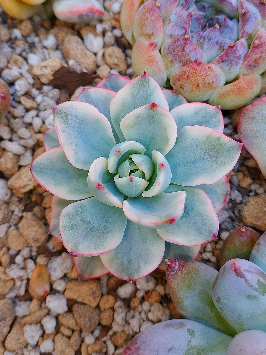Mini Echeveria Atlantis variegada | maceta 3"