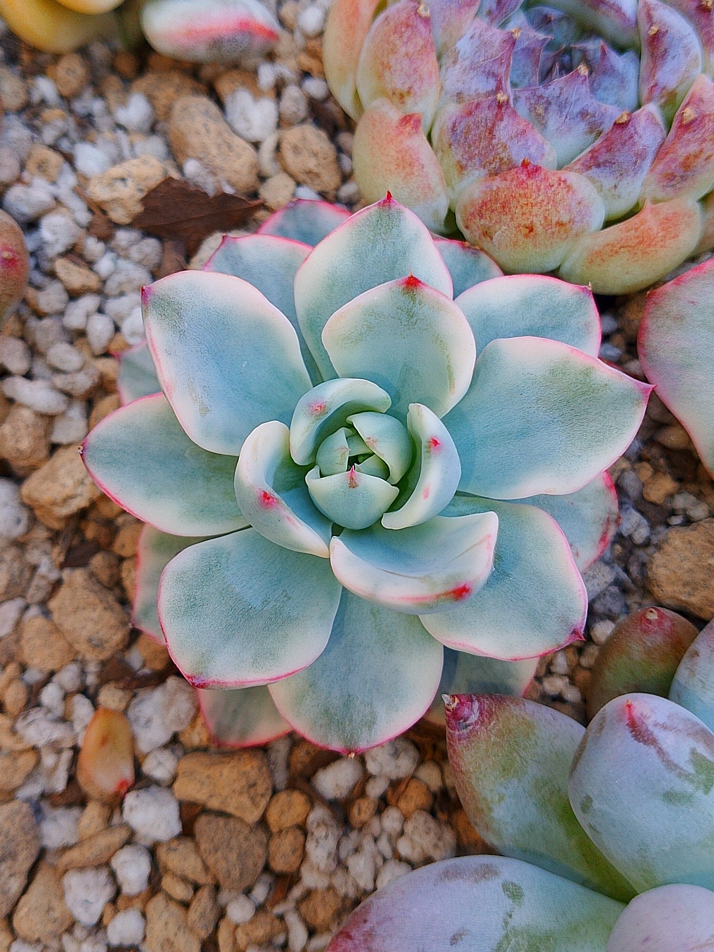 Mini Echeveria Atlantis variegada | maceta 3"