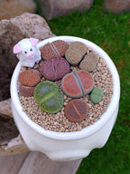 Paquete lithops Mix - Caldero Puerquifantasma