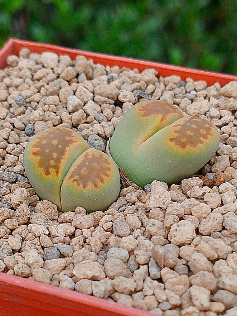 Lithops Hallii var ochracea 'Green soapstone'| 2 cabezas