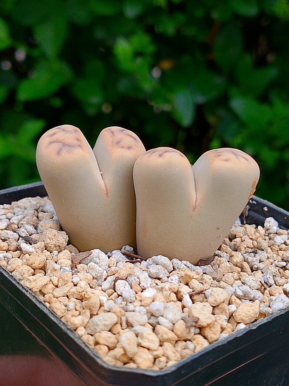 Lithops Schwantesii  | 2 cabezas