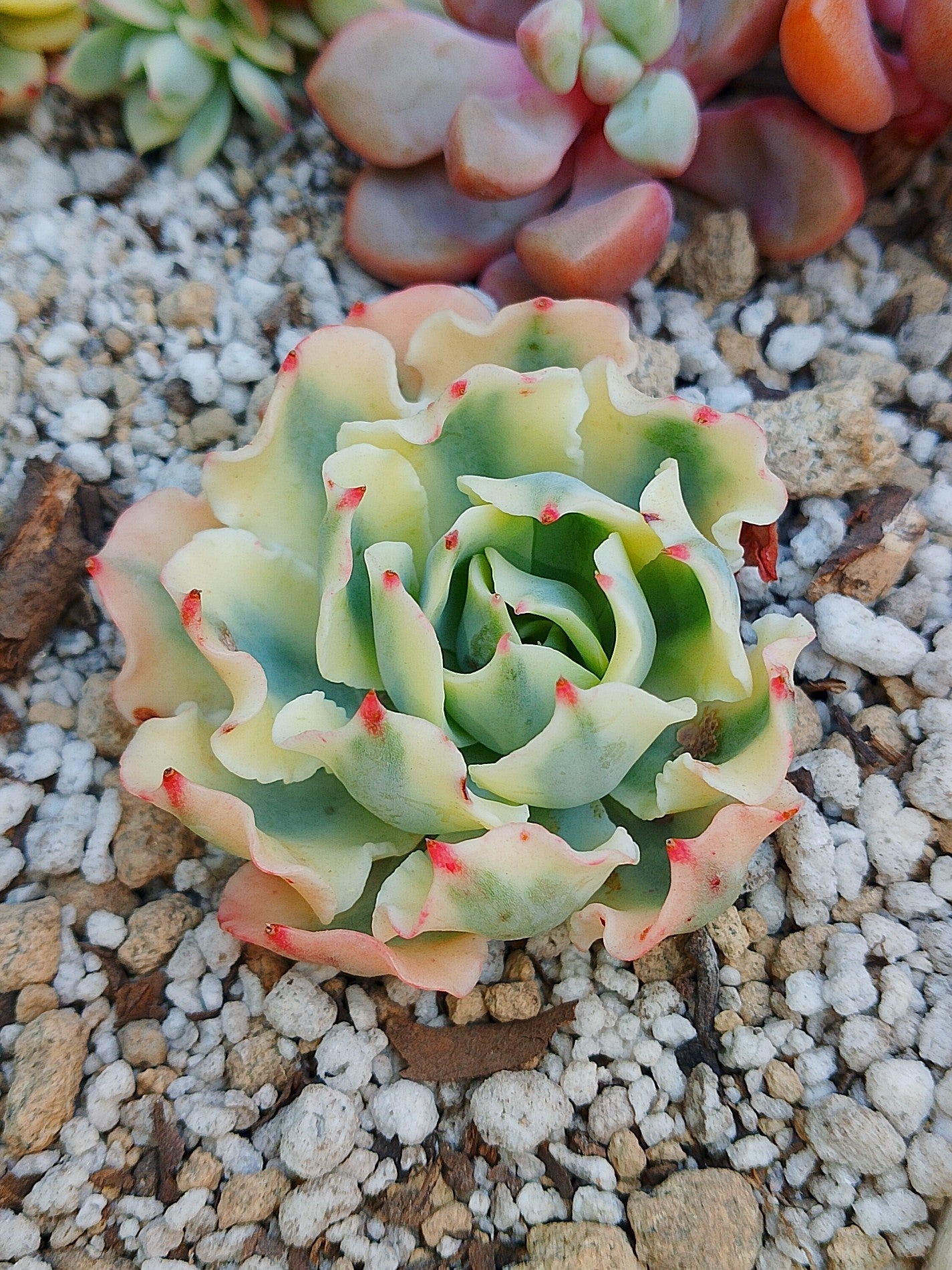 Echeveria Snow flying variegada