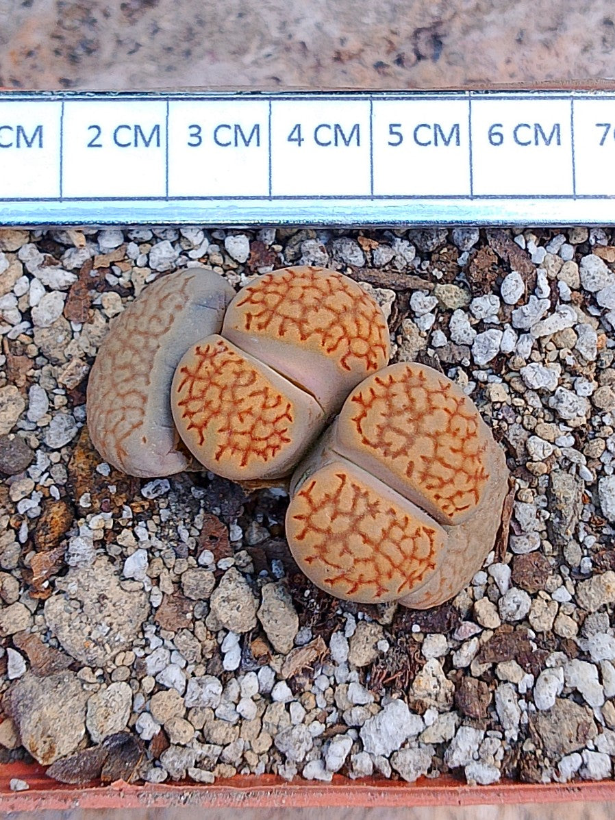 Lithops Halii 2 cabezas
