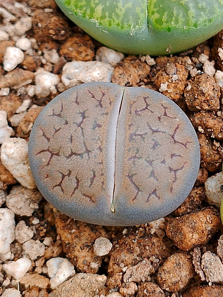 C013 	Lithops hookeri v. dabneri