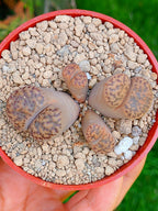 C348 Lithops Bromfieldii | 4 cabezas