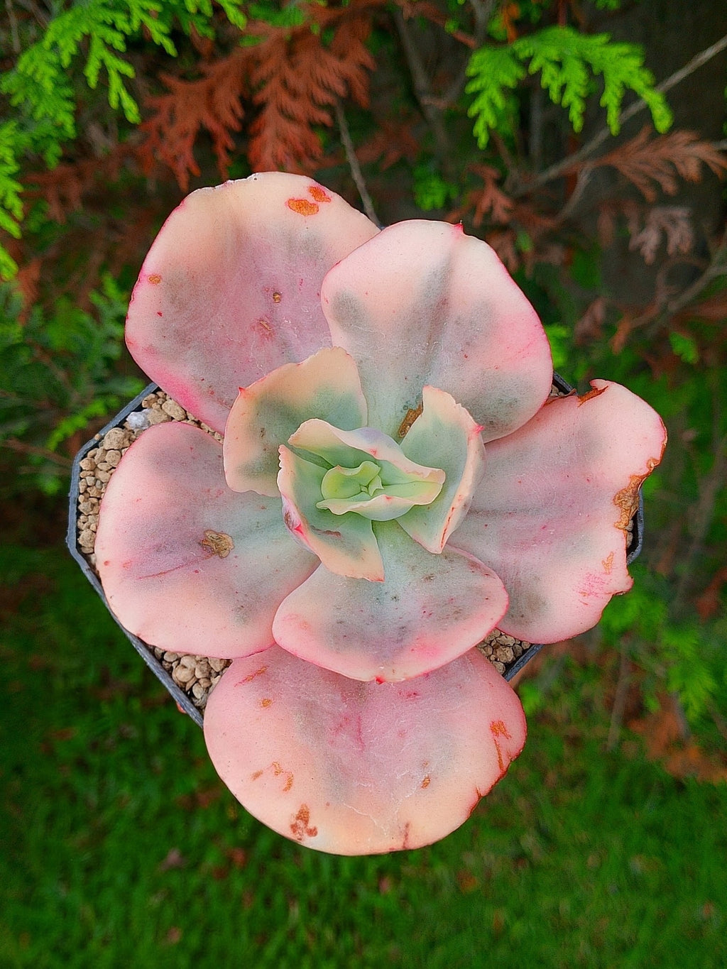 Echeveria Suyon White var| maceta 3.5"