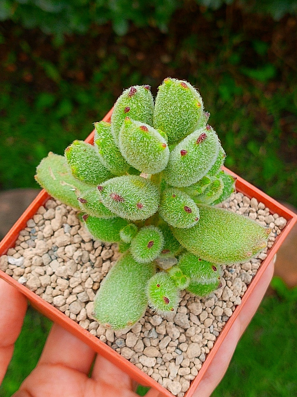 Cotyledon "Garrita de gato" | maceta 3"