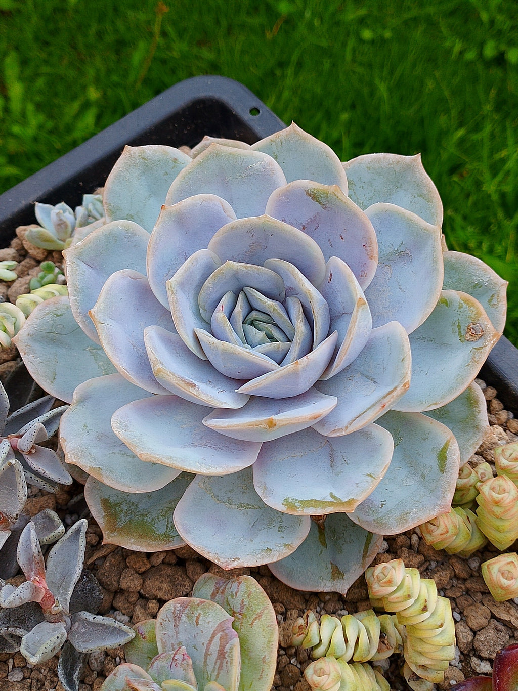 Echeveria Blue surprice| maceta 5"