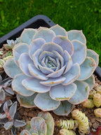 Echeveria Blue surprice| maceta 5"