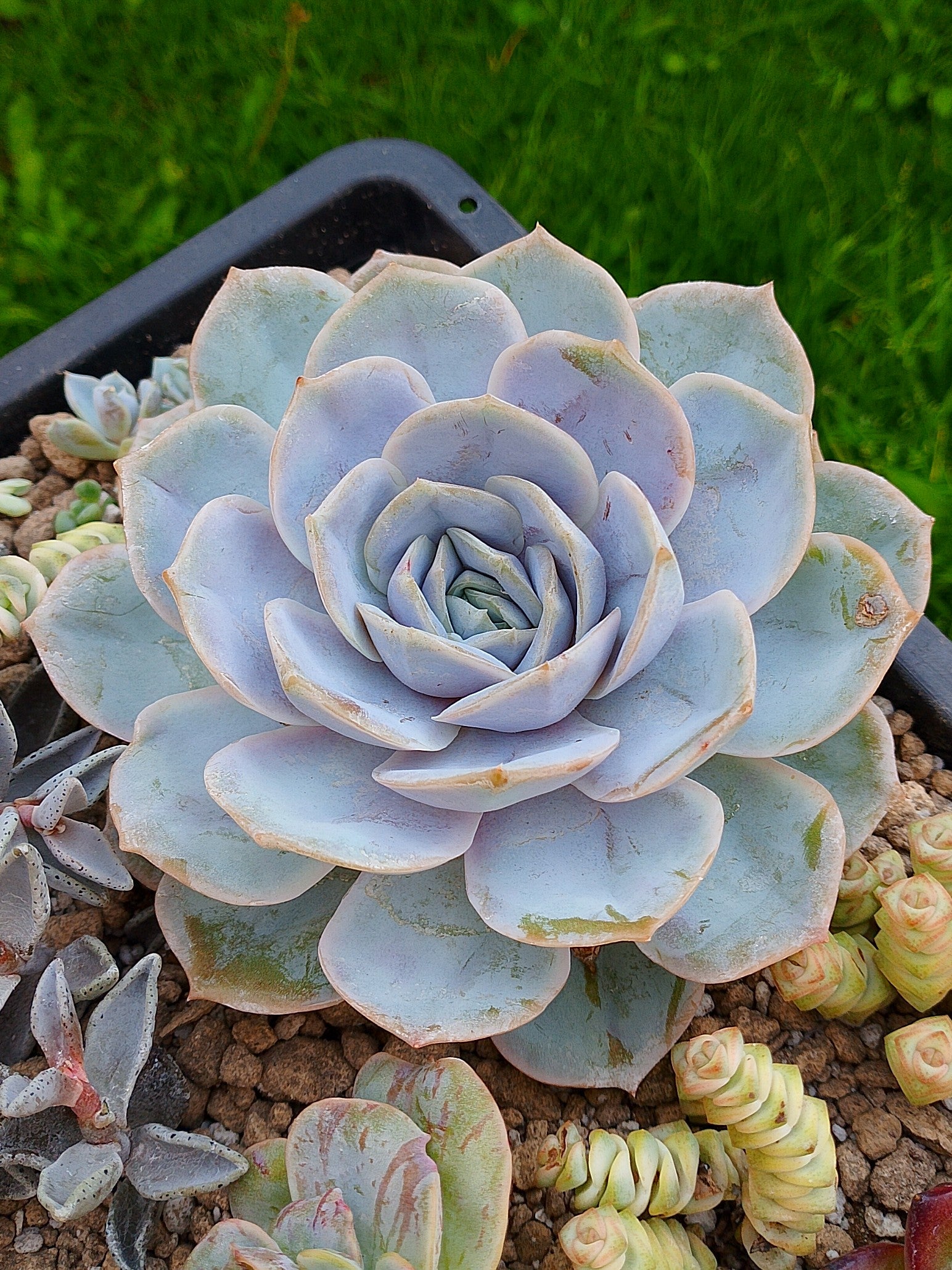 Echeveria Blue surprice| maceta 5"