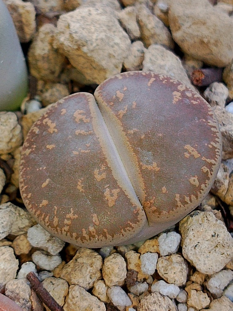 Cl013 Lithops Leslie
