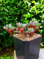 Faucaria Tigrina