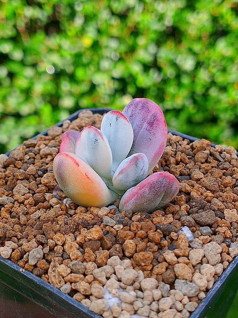 Cotyledon orbiculata var oophylla 'variegada' A | maceta 2"