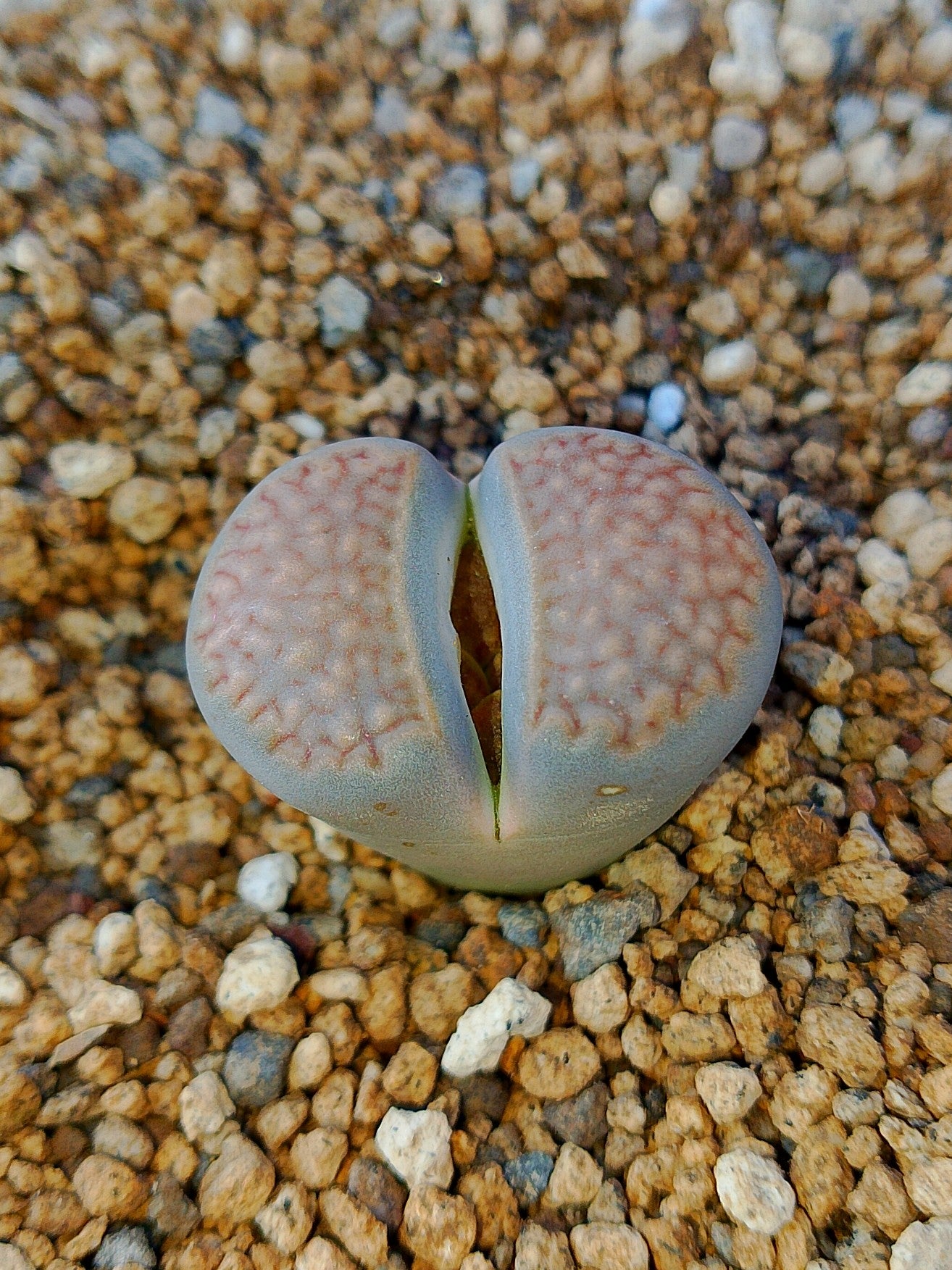 C135 Lithops hallii v. hallii (brown Form)