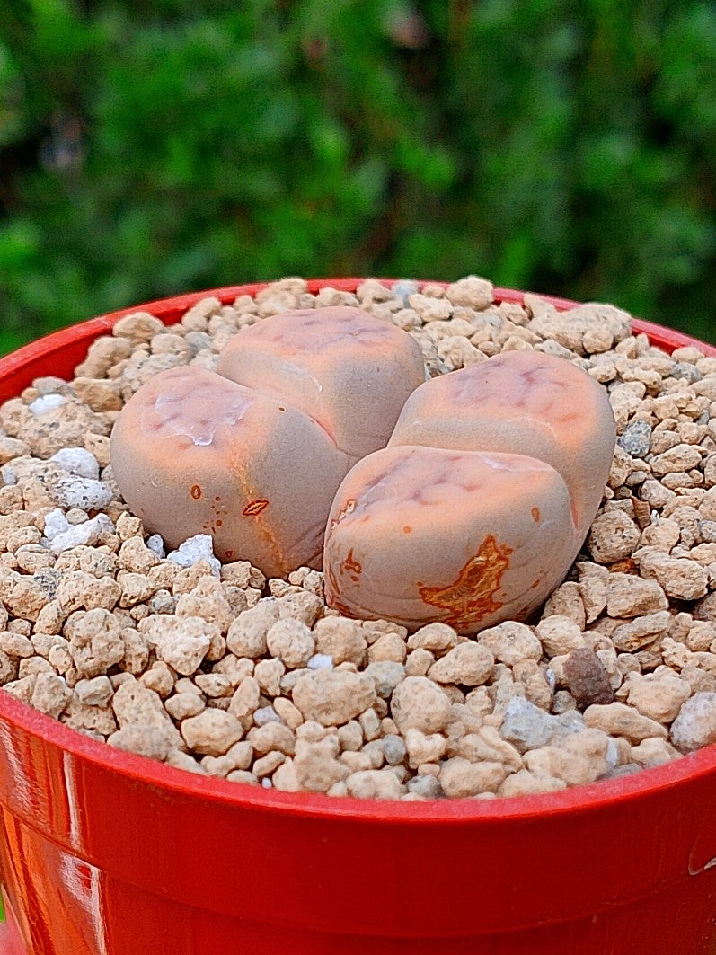 Lithops Schwantesii | 2 cabezas