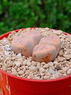 Lithops Schwantesii | 2 cabezas