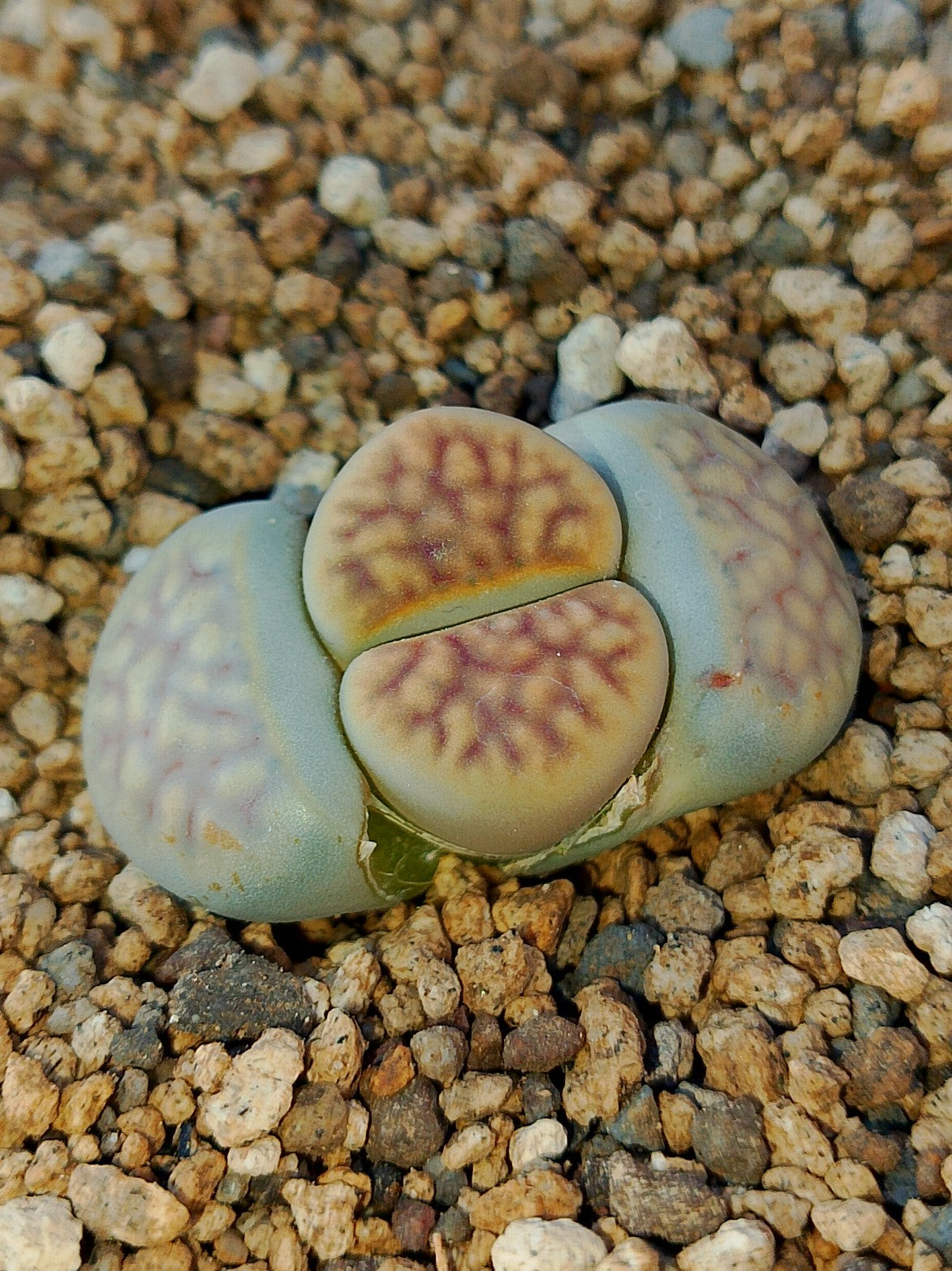 C193 	Lithops karasmontana ssp. karasmontana v. lericheana