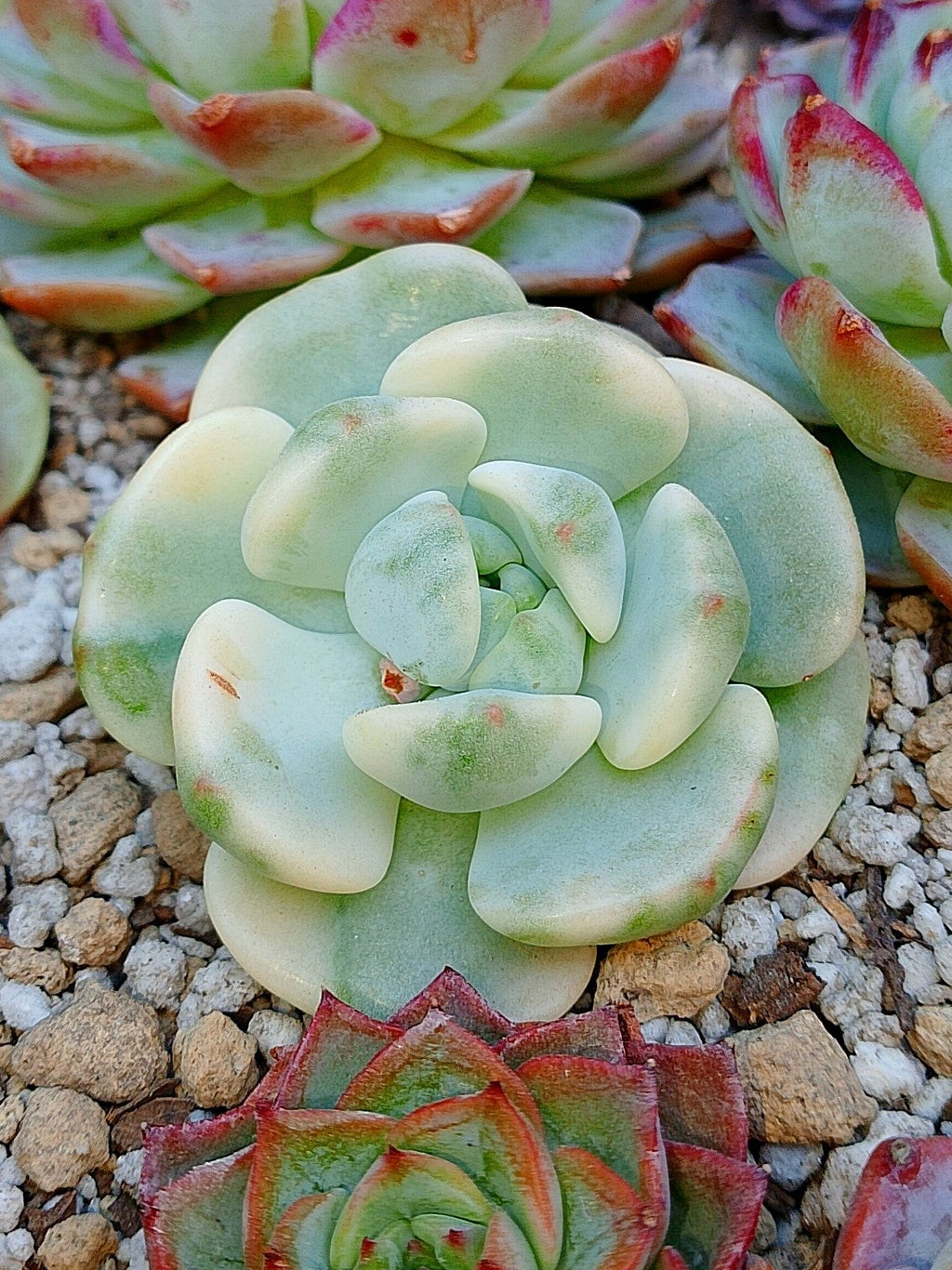 Sedeveria Pudgy variegada