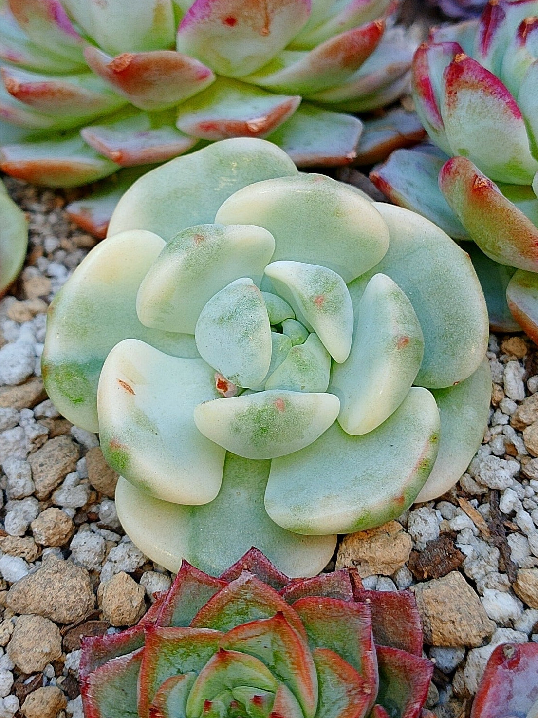 Sedeveria Pudgy variegada