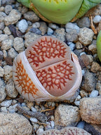 C098 	Lithops hallii v. ochracea