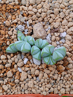 Braunsia maximiliani | maceta 2"