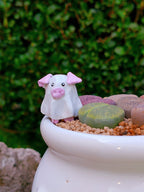 Paquete lithops Mix - Caldero Puerquifantasma