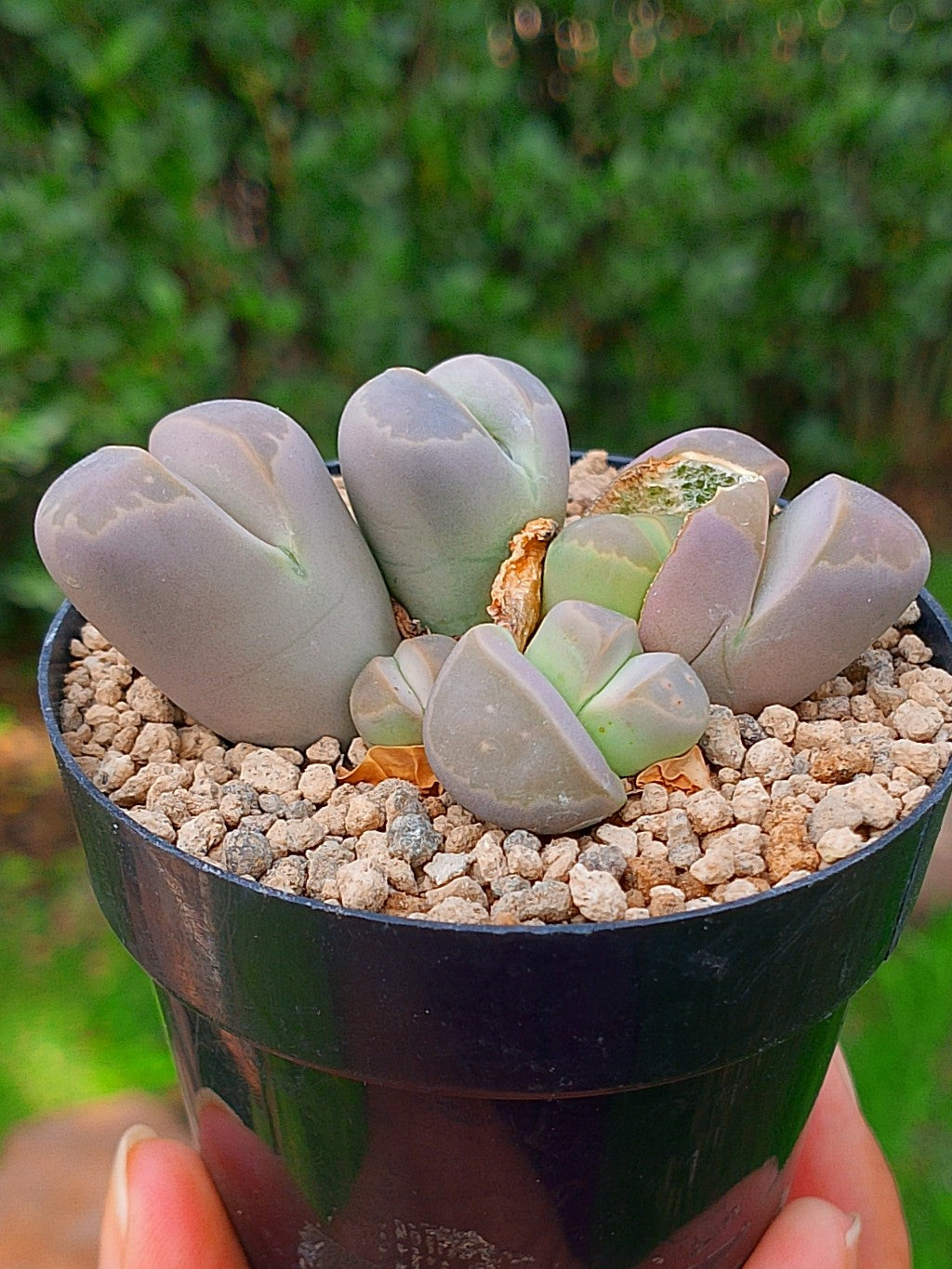 Lithops Olivacea | 5 cabezas