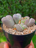 Lithops Olivacea | 5 cabezas