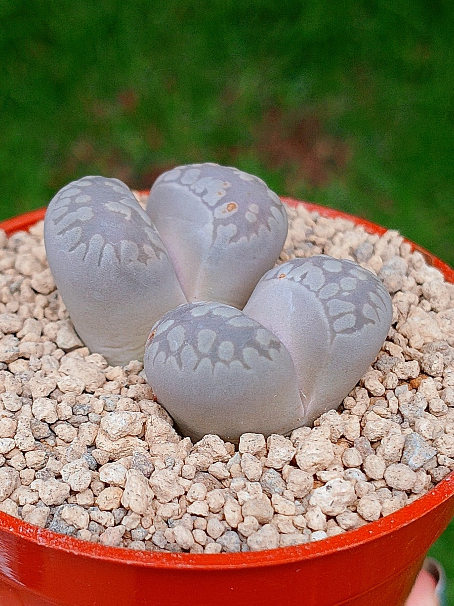 Lithops Otzeniana | 2 cabezas