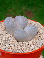 Lithops Otzeniana | 2 cabezas