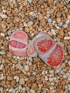 Lithops kikushogiyoku' | 2 cabezas