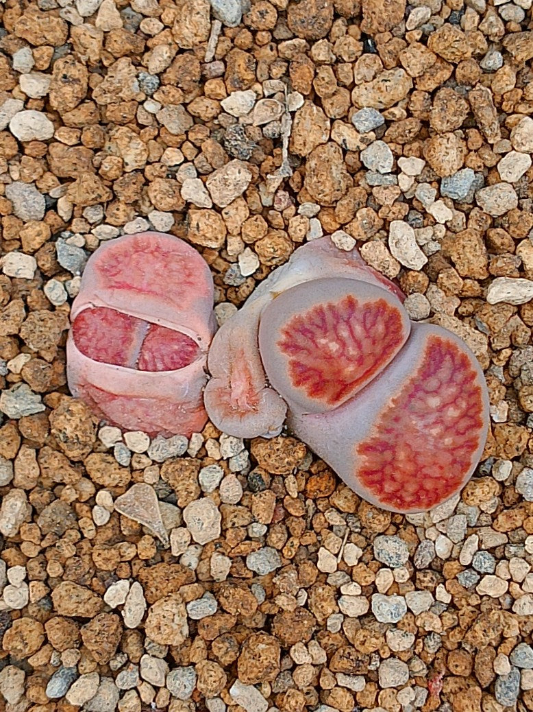 Lithops kikushogiyoku' | 2 cabezas