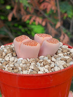 Lithops Julii | 2 cabezas