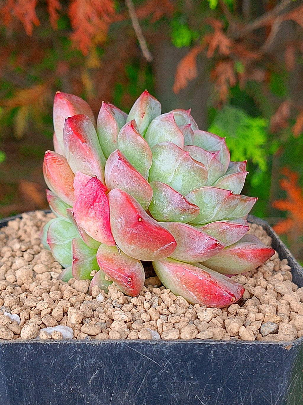 Echeveria Starmark | maceta 3"