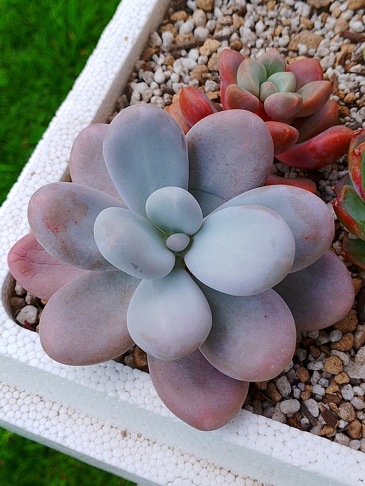 Pachyphytum oviferum