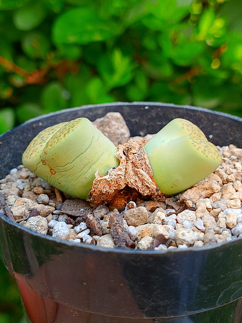 Lithops Fulviceps var aurea - 2 cabezas