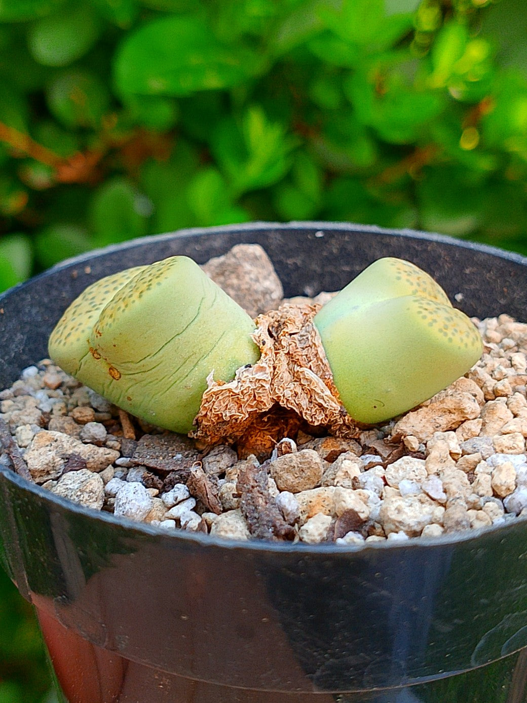 Lithops Fulviceps var aurea - 2 cabezas